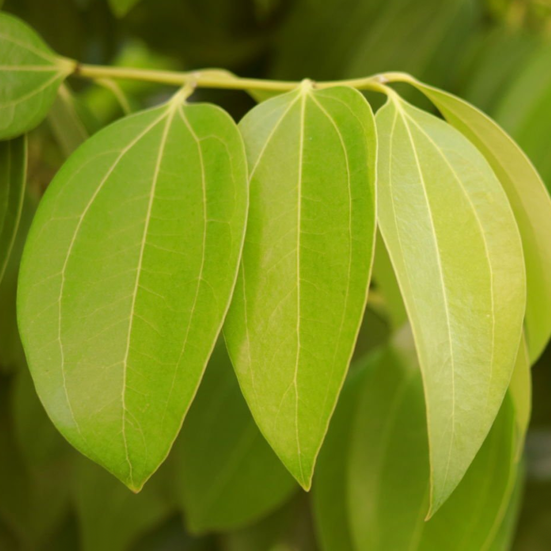 Aceite de Hoja de Canela
