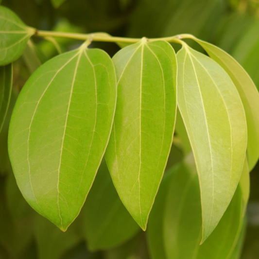 Aceite de Hoja de Canela
