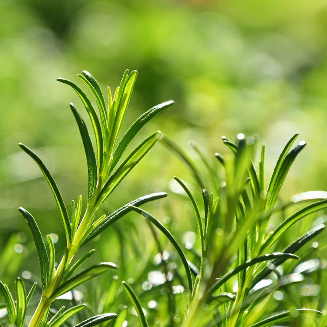 Aceite de Jojoba + Romero